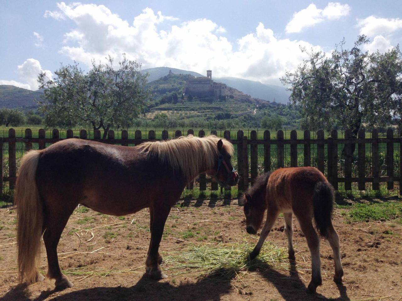 Agriturismo Il Girasole Assisi Luaran gambar