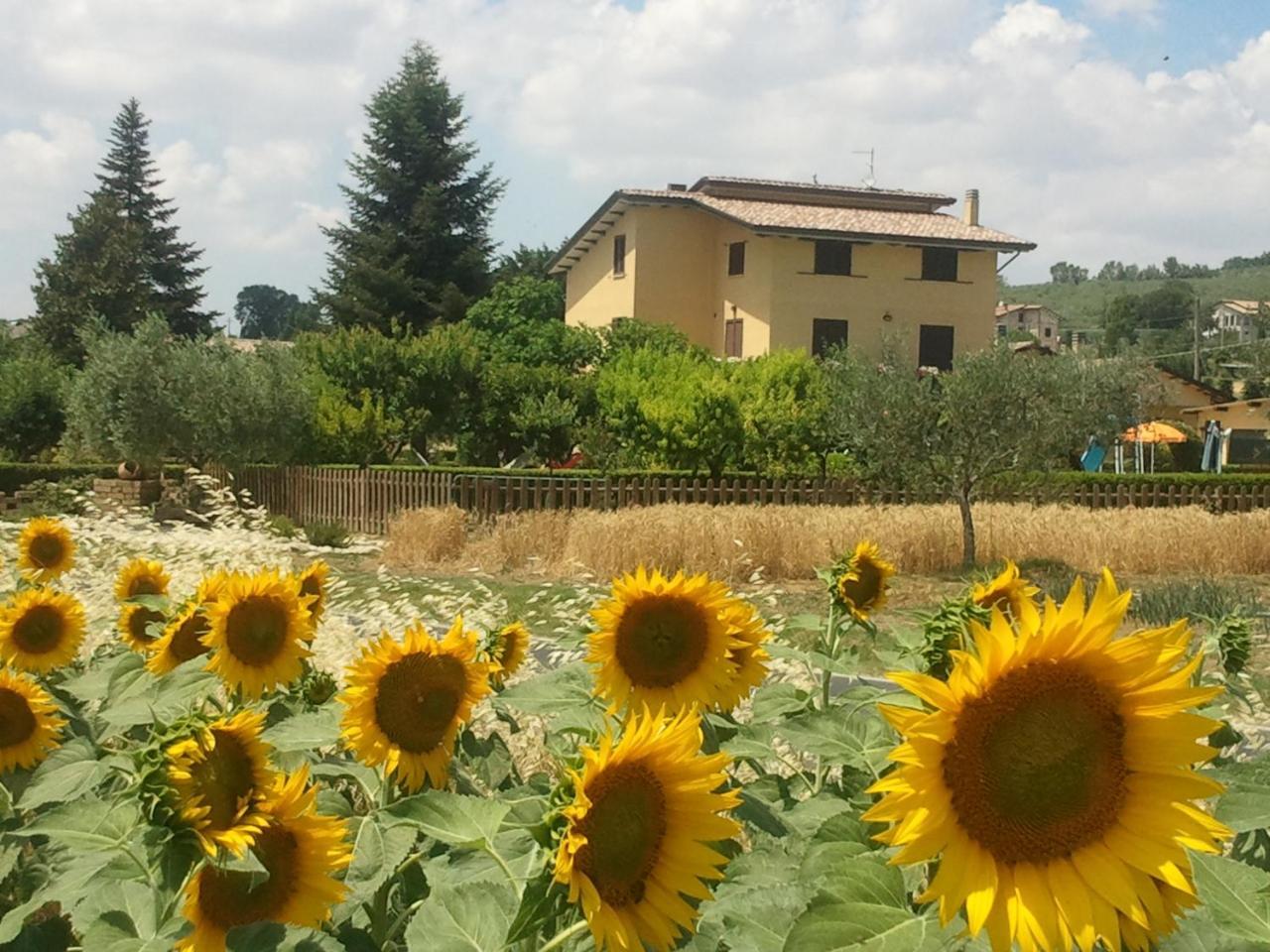 Agriturismo Il Girasole Assisi Luaran gambar